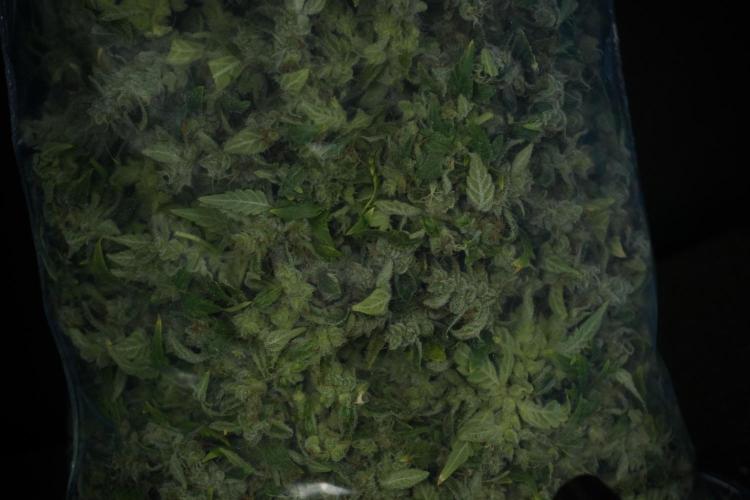 LSD Zamnesia Trippping. Week 14 - LSD the Frozen Plant 