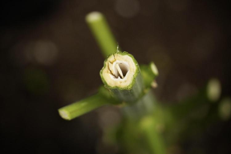 LSD Zamnesia Trippping. Week 14 - LSD the Frozen Plant 