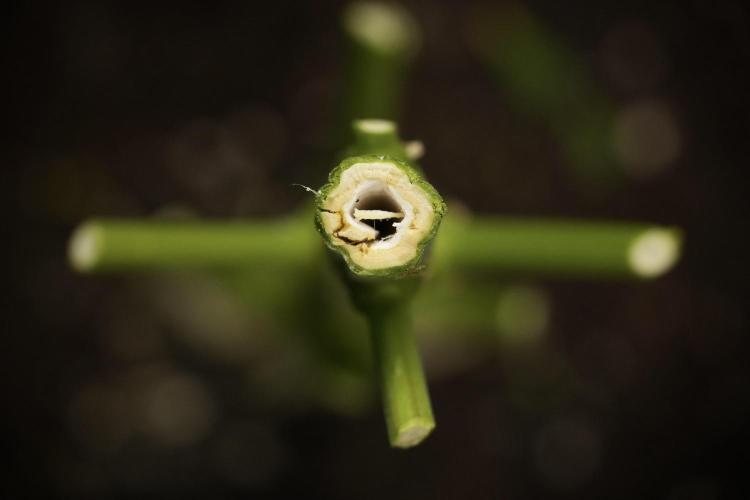 LSD Zamnesia Trippping. Week 14 - LSD the Frozen Plant 