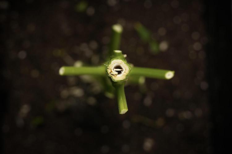 LSD Zamnesia Trippping. Week 14 - LSD the Frozen Plant 