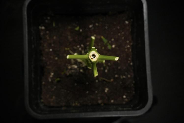 LSD Zamnesia Trippping. Week 14 - LSD the Frozen Plant 