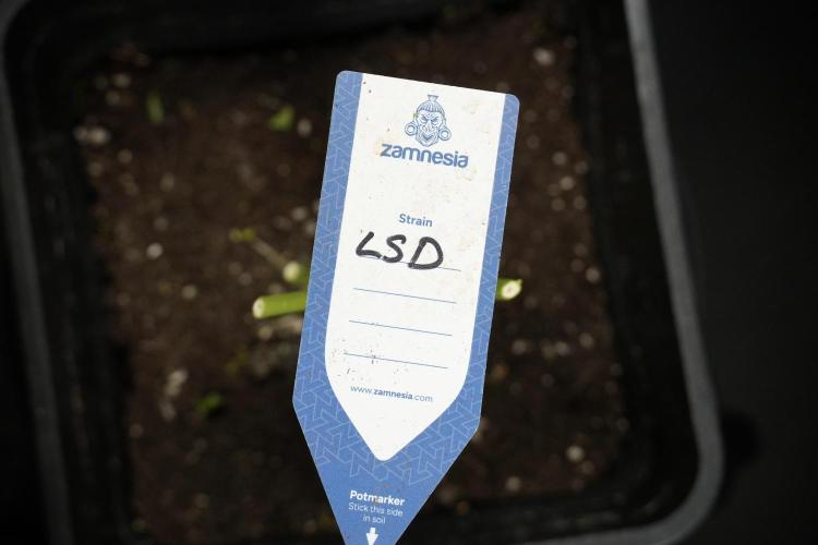 LSD Zamnesia Trippping. Week 14 - LSD the Frozen Plant 