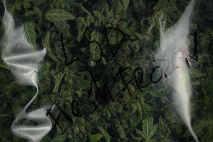 LSD Zamnesia Trippping. Week 14 - LSD the Frozen Plant 