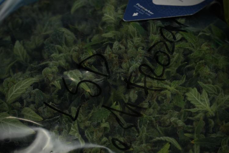 LSD Zamnesia Trippping. Week 14 - LSD the Frozen Plant 