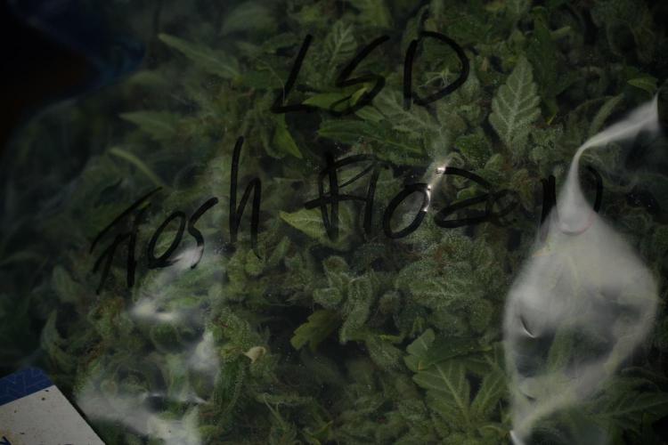 LSD Zamnesia Trippping. Week 14 - LSD the Frozen Plant 