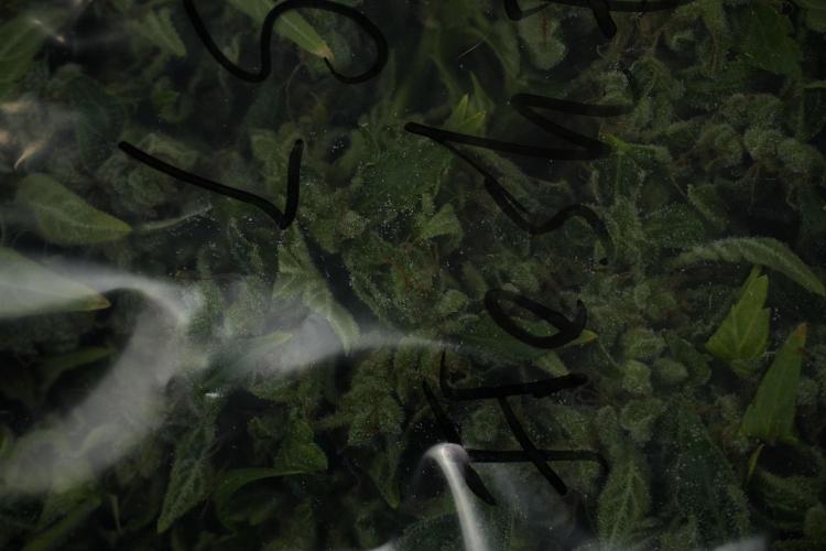 LSD Zamnesia Trippping. Week 14 - LSD the Frozen Plant 