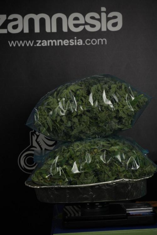 LSD Zamnesia Trippping. Week 14 - LSD the Frozen Plant 
