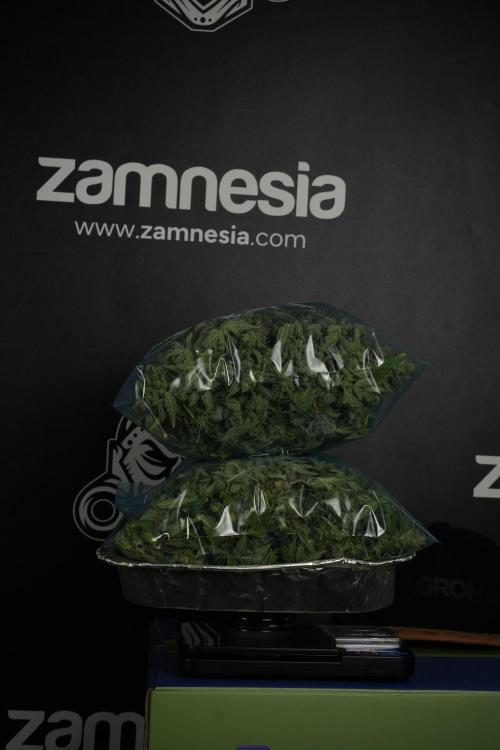 LSD Zamnesia Trippping. Week 14 - LSD the Frozen Plant 
