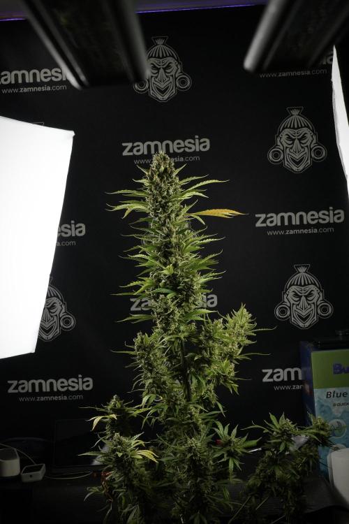 LSD Zamnesia Trippping. Week 14 - LSD the other one 