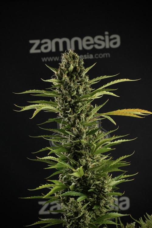 LSD Zamnesia Trippping. Week 14 - LSD the other one 