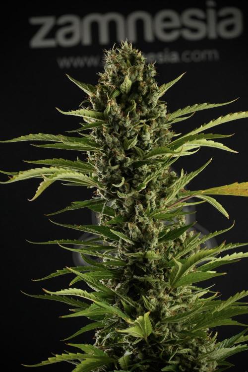 LSD Zamnesia Trippping. Week 14 - LSD the other one 