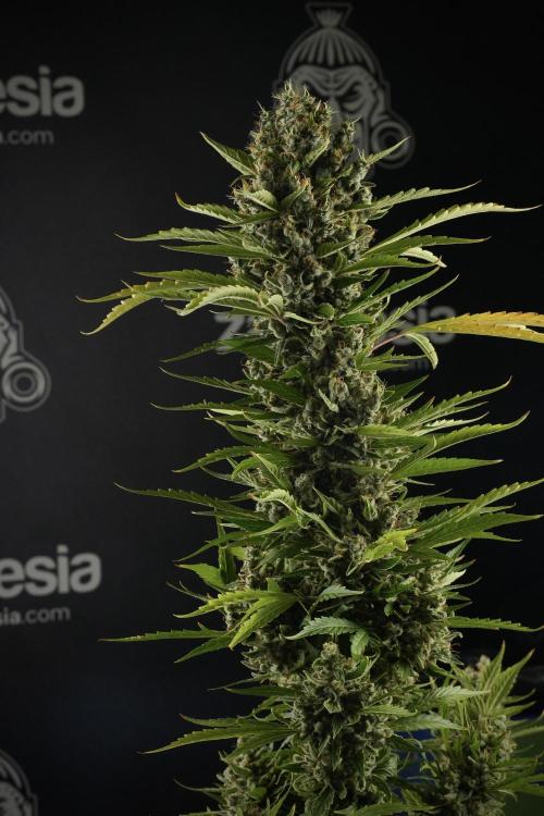 LSD Zamnesia Trippping. Week 14 - LSD the other one 