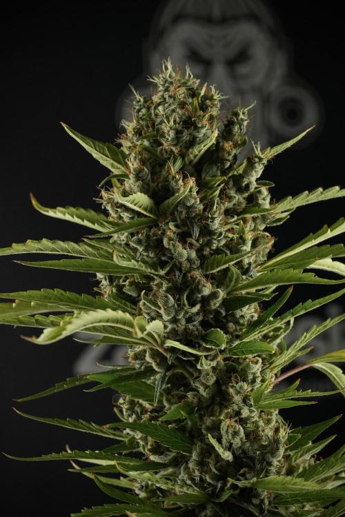 LSD Zamnesia Trippping. Week 14 - LSD the other one 