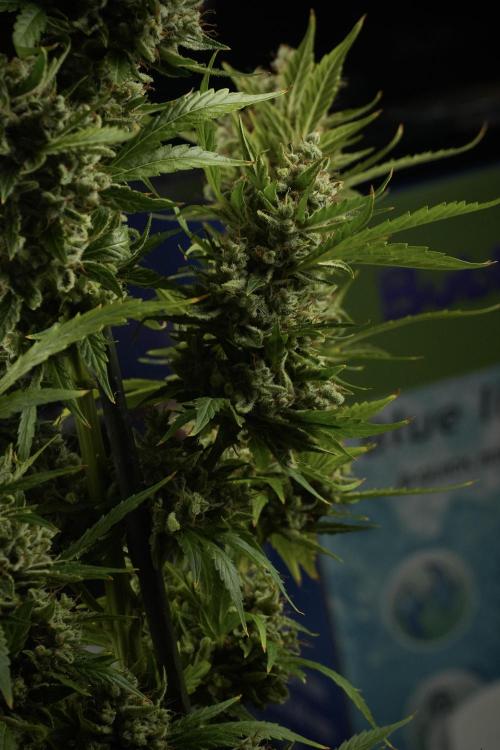 LSD Zamnesia Trippping. Week 14 - LSD the other one 