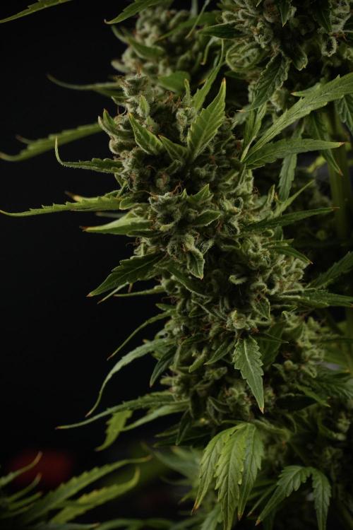 LSD Zamnesia Trippping. Week 14 - LSD the other one 
