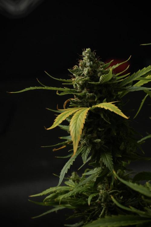 LSD Zamnesia Trippping. Week 14 - LSD the other one 