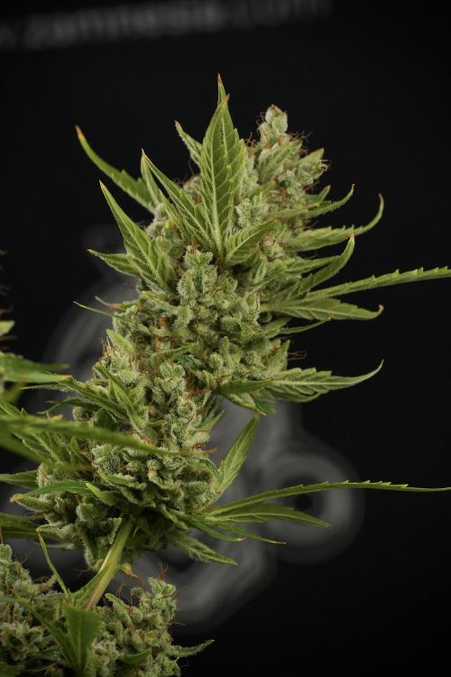 LSD Zamnesia Trippping. Week 14 - LSD the other one 