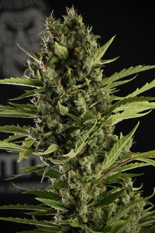 LSD Zamnesia Trippping. Week 14 - LSD the other one 