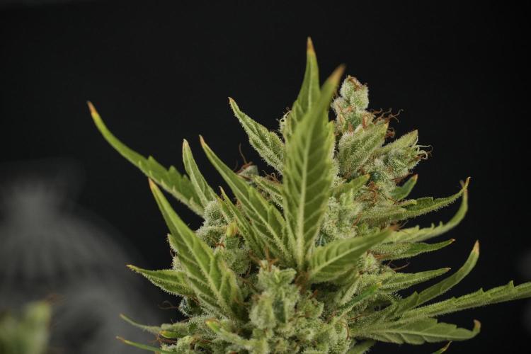 LSD Zamnesia Trippping. Week 14 - LSD the other one 