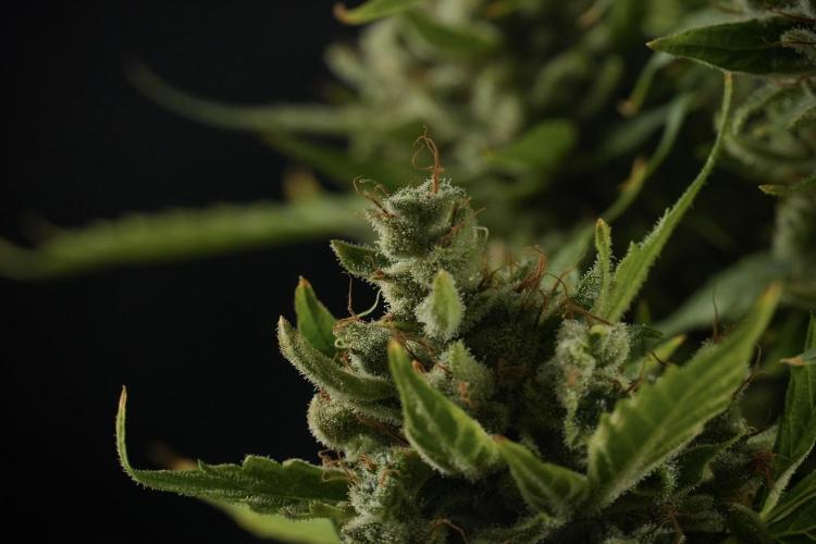 LSD Zamnesia Trippping. Week 14 - LSD the other one 