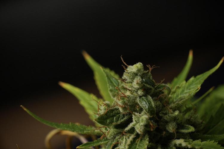 LSD Zamnesia Trippping. Week 14 - LSD the other one 