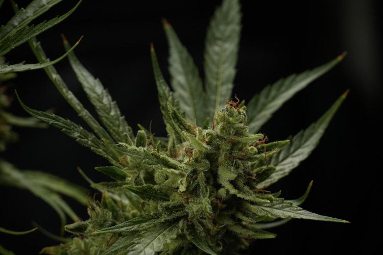LSD Zamnesia Trippping. Week 14 - LSD the other one 