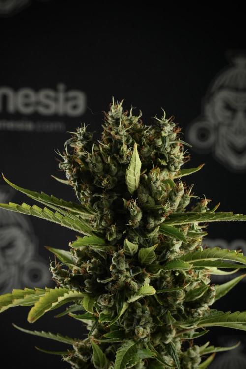 LSD Zamnesia Trippping. Week 14 - LSD the other one 