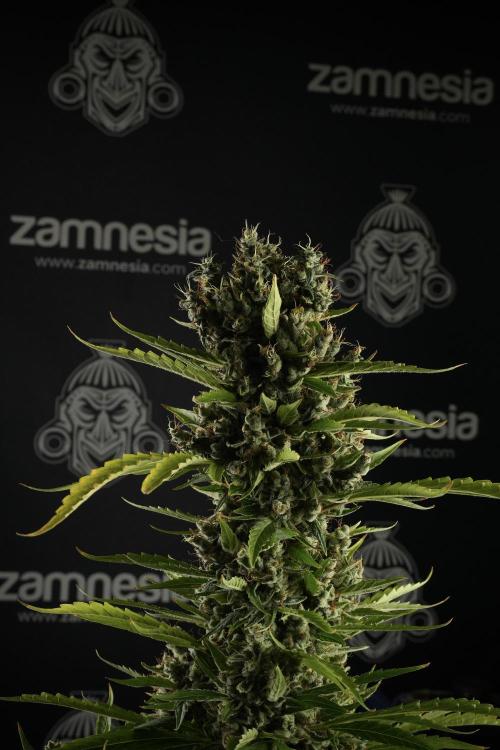 LSD Zamnesia Trippping. Week 14 - LSD the other one 