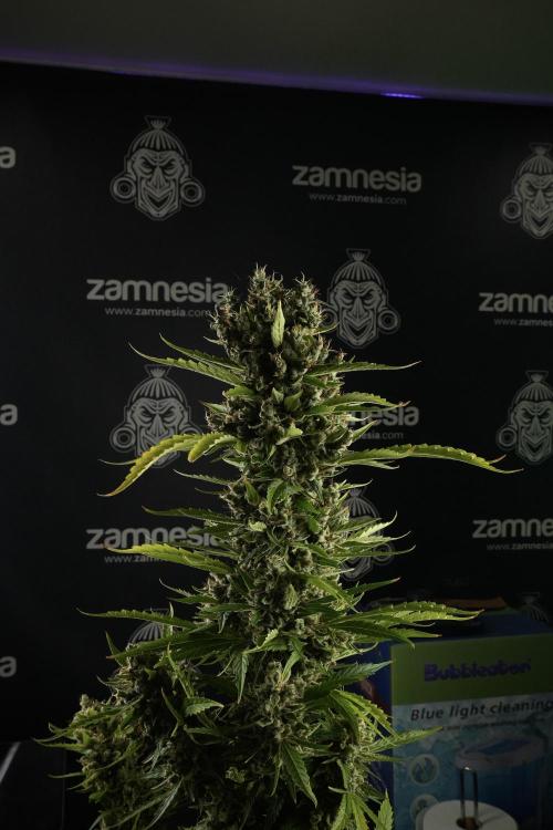 LSD Zamnesia Trippping. Week 14 - LSD the other one 