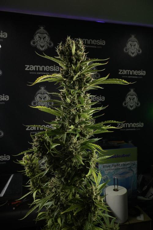 LSD Zamnesia Trippping. Week 14 - LSD the other one 