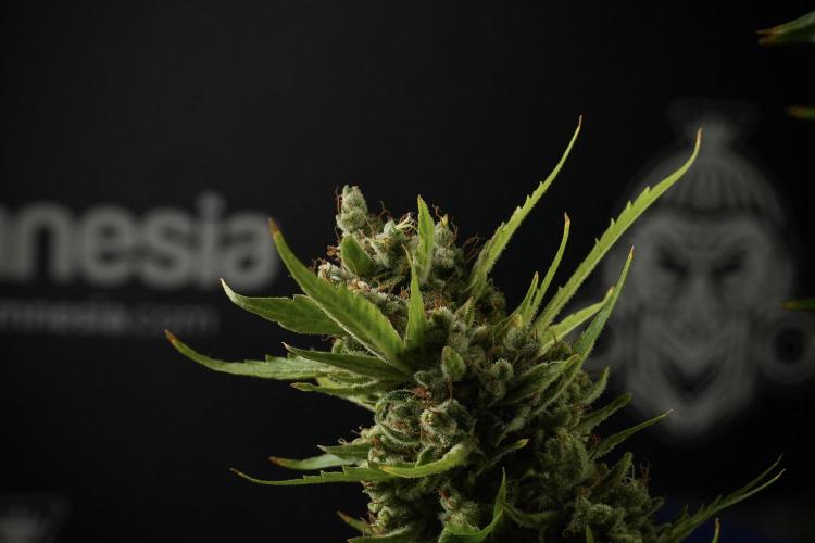 LSD Zamnesia Trippping. Week 14 - LSD the other one 