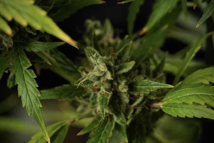 LSD Zamnesia Trippping. Week 14 - LSD the other one 