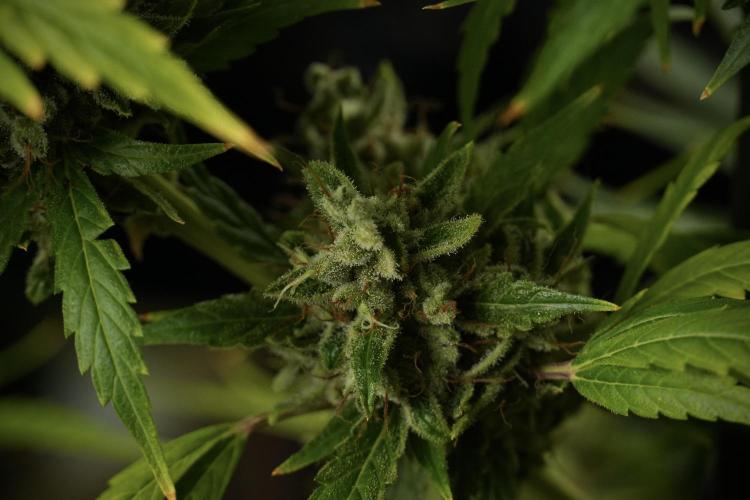 LSD Zamnesia Trippping. Week 14 - LSD the other one 