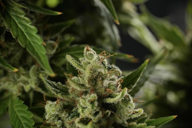 LSD Zamnesia Trippping. Week 14 - LSD the other one 