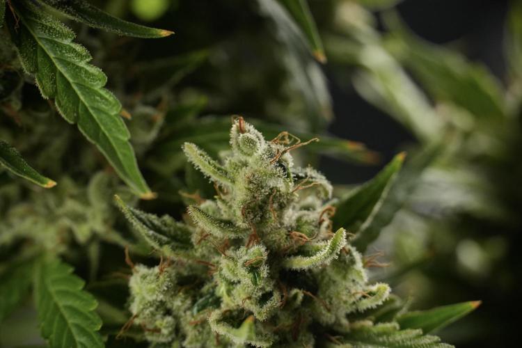 LSD Zamnesia Trippping. Week 14 - LSD the other one 