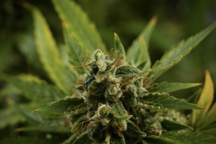 LSD Zamnesia Trippping. Week 14 - LSD the other one 