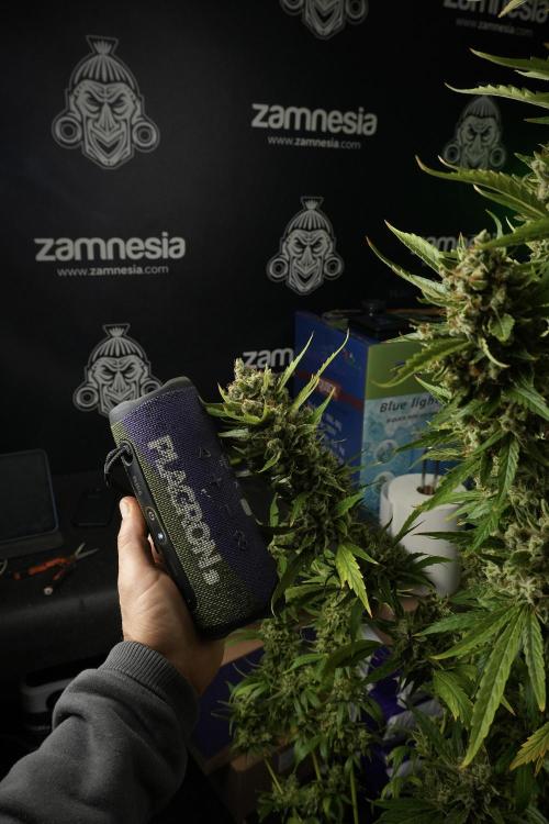 LSD Zamnesia Trippping. Week 14 - LSD the other one 