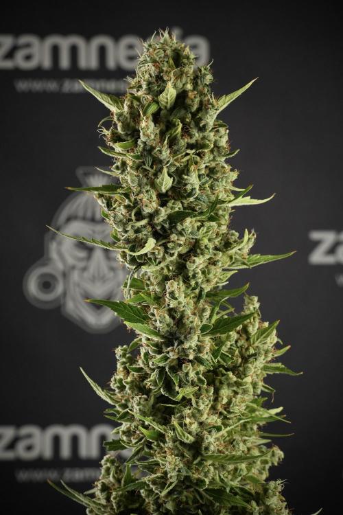 LSD Zamnesia Trippping. Week 14 - LSD the other one 