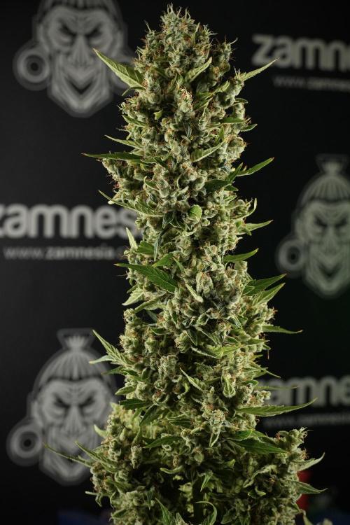 LSD Zamnesia Trippping. Week 14 - LSD the other one 