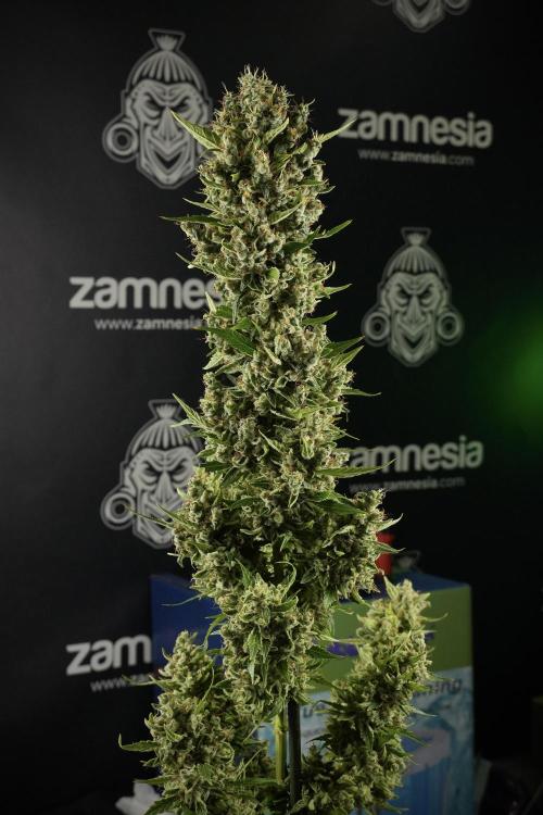 LSD Zamnesia Trippping. Week 14 - LSD the other one 