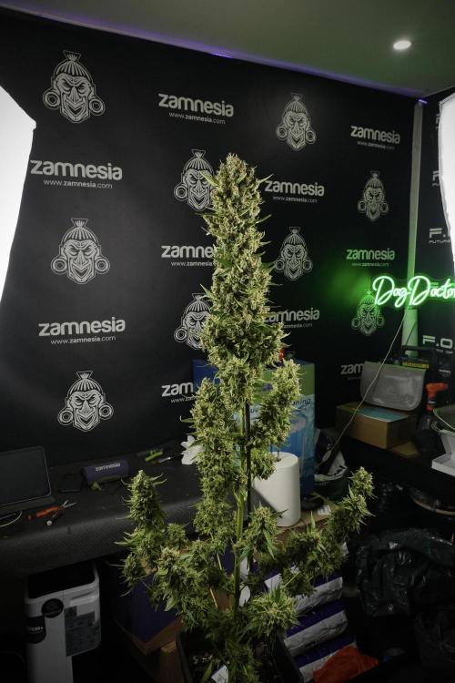 LSD Zamnesia Trippping. Week 14 - LSD the other one 