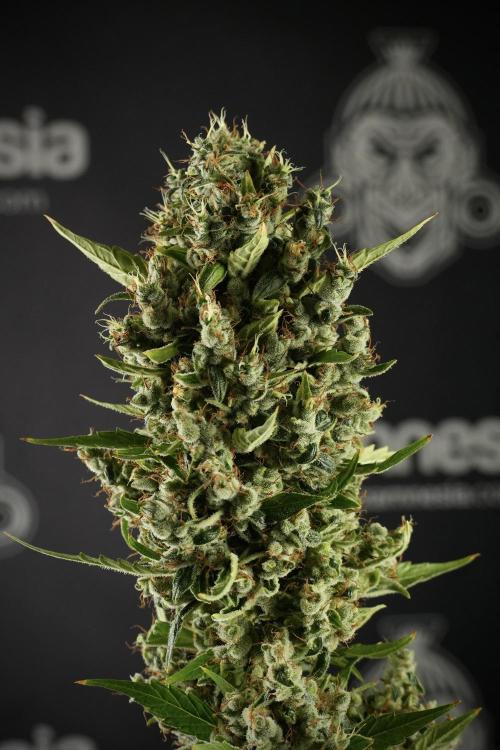 LSD Zamnesia Trippping. Week 14 - LSD the other one 