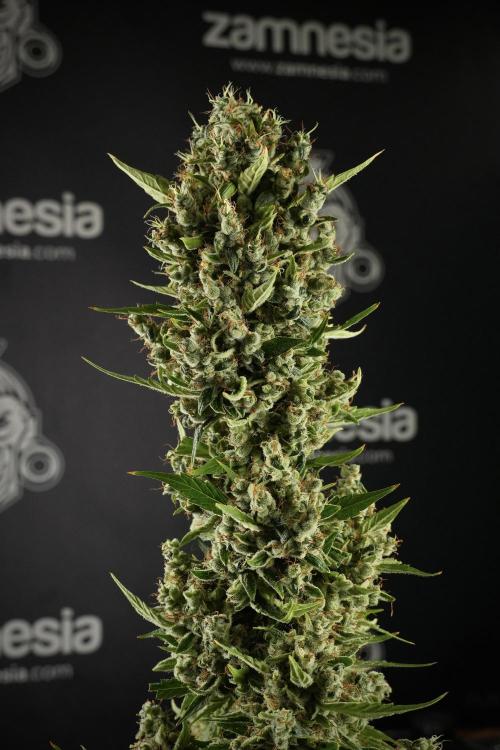 LSD Zamnesia Trippping. Week 14 - LSD the other one 