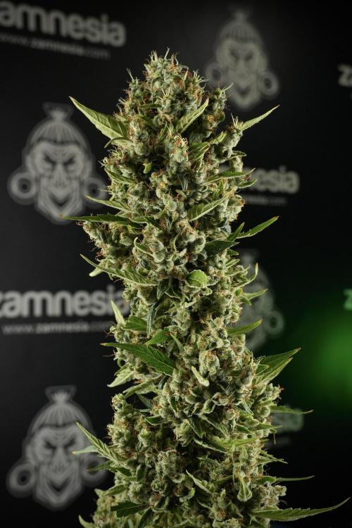 LSD Zamnesia Trippping. Week 14 - LSD the other one 