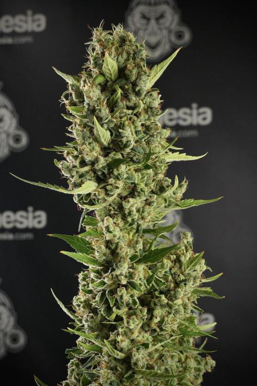 LSD Zamnesia Trippping. Week 14 - LSD the other one 