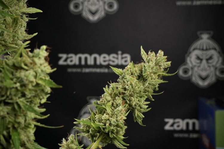 LSD Zamnesia Trippping. Week 14 - LSD the other one 