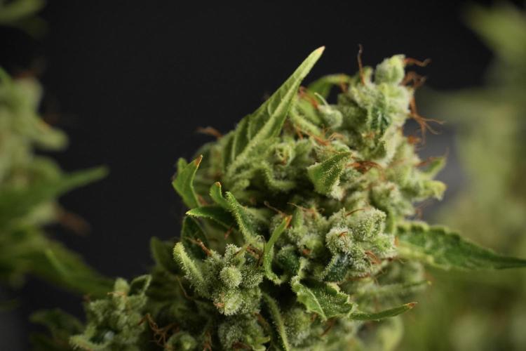 LSD Zamnesia Trippping. Week 14 - LSD the other one 