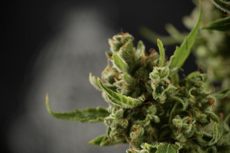 LSD Zamnesia Trippping. Week 14 - LSD the other one 
