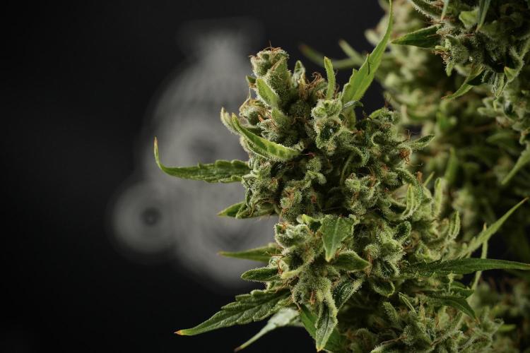LSD Zamnesia Trippping. Week 14 - LSD the other one 