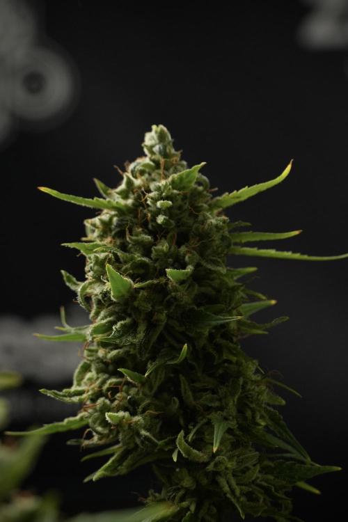 LSD Zamnesia Trippping. Week 14 - LSD the other one 